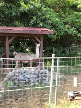 ネオパークオキナワに投稿された画像（2022/5/30）