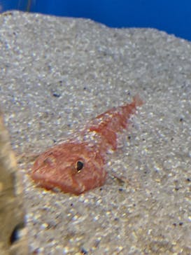 名古屋港水族館に投稿された画像（2022/5/30）