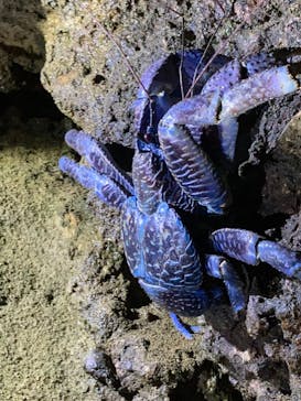 石垣島 ADVENTURE PiPi（イシガキジマアドベンチャーピピ）に投稿された画像（2022/5/30）