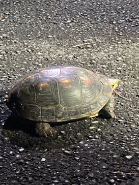 石垣島 ADVENTURE PiPi（イシガキジマアドベンチャーピピ）に投稿された画像（2022/5/30）