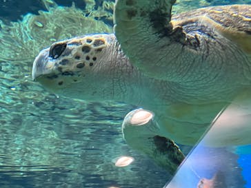 名古屋港水族館に投稿された画像（2022/5/30）