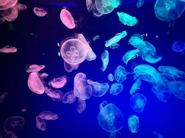 名古屋港水族館に投稿された画像（2022/5/30）