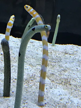 すみだ水族館に投稿された画像（2022/5/30）