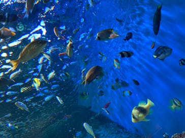 しながわ水族館に投稿された画像（2022/5/30）