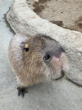 神戸どうぶつ王国に投稿された画像（2022/5/30）