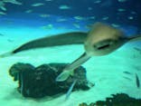 サンシャイン水族館に投稿された画像（2022/5/30）