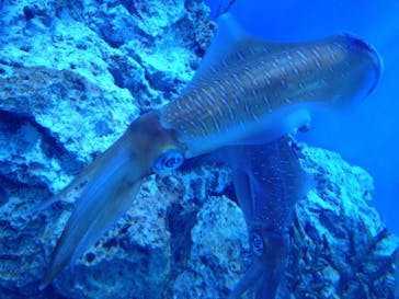 サンシャイン水族館に投稿された画像（2022/5/30）