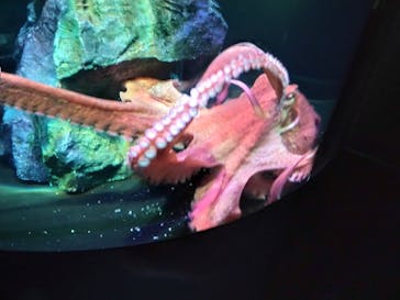 サンシャイン水族館に投稿された画像（2022/5/30）