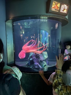 サンシャイン水族館に投稿された画像（2022/5/30）