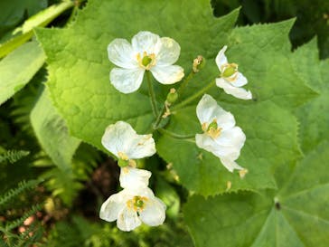 湯沢高原スキー場/パノラマパークに投稿された画像（2022/5/30）