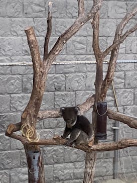 淡路ファームパーク イングランドの丘に投稿された画像（2022/5/30）