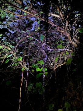 宮古島 ADVENTURE PiPi（ミヤコジマ アドベンチャー ピピ）に投稿された画像（2022/5/30）