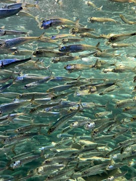 サンシャイン水族館に投稿された画像（2022/5/30）