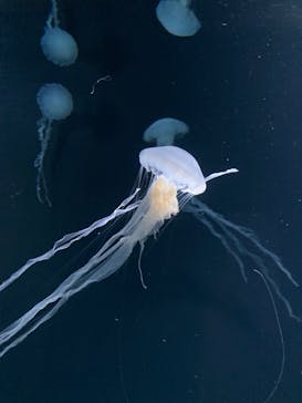 サンシャイン水族館に投稿された画像（2022/5/30）