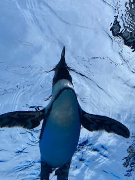 サンシャイン水族館に投稿された画像（2022/5/30）