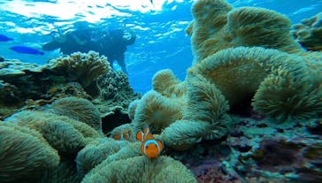 宮古島 ADVENTURE PiPi（ミヤコジマ アドベンチャー ピピ）に投稿された画像（2022/5/30）