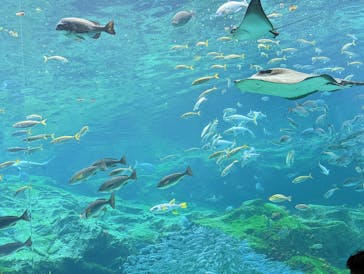 九十九島水族館海きららに投稿された画像（2022/5/31）