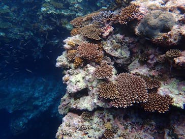 石垣島 ADVENTURE PiPi（イシガキジマアドベンチャーピピ）に投稿された画像（2022/5/31）