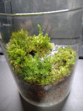 カルチャースクールいろはに投稿された画像（2022/5/31）