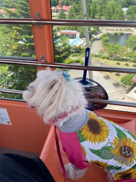 那須高原りんどう湖ファミリー牧場に投稿された画像（2022/5/31）