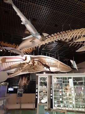 国立科学博物館に投稿された画像（2022/5/31）