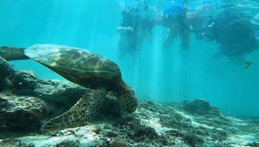 宮古島 ADVENTURE PiPi（ミヤコジマ アドベンチャー ピピ）に投稿された画像（2022/5/31）