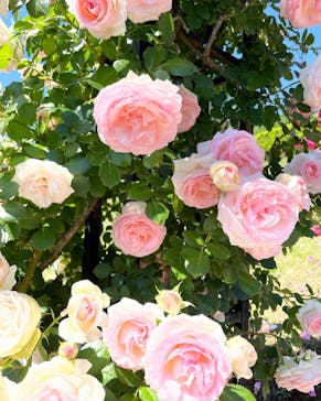 いばらきフラワーパークに投稿された画像（2022/5/31）