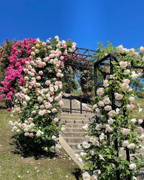 いばらきフラワーパークに投稿された画像（2022/5/31）