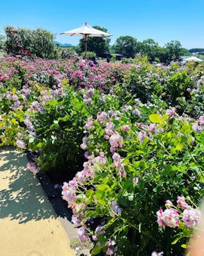いばらきフラワーパークに投稿された画像（2022/5/31）