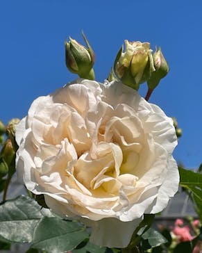 いばらきフラワーパークに投稿された画像（2022/5/31）