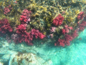 Kiaora Paddle（キオラ パドル）に投稿された画像（2022/5/31）