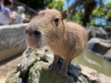 伊豆シャボテン動物公園に投稿された画像（2022/6/1）
