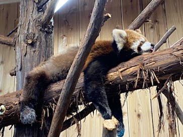 伊豆シャボテン動物公園に投稿された画像（2022/6/1）