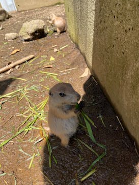 伊豆シャボテン動物公園に投稿された画像（2022/6/1）
