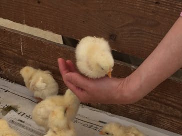 しろとり動物園に投稿された画像（2022/6/1）