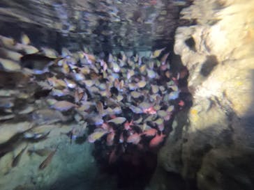 DIVING-SHOP SUNSに投稿された画像（2022/6/1）