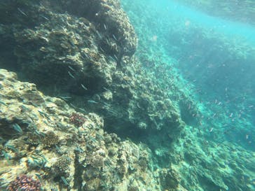 DIVING-SHOP SUNSに投稿された画像（2022/6/1）