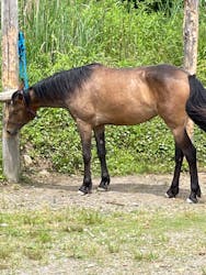 TANIMOTO HORSE RANCH（タニモトホースランチ）に投稿された画像（2022/6/1）