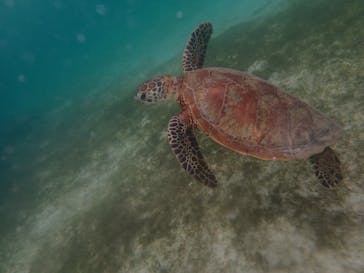 宮古島 ADVENTURE PiPi（ミヤコジマ アドベンチャー ピピ）に投稿された画像（2022/6/1）