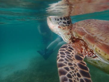 宮古島 ADVENTURE PiPi（ミヤコジマ アドベンチャー ピピ）に投稿された画像（2022/6/1）