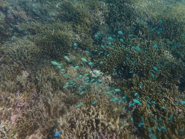 宮古島 ADVENTURE PiPi（ミヤコジマ アドベンチャー ピピ）に投稿された画像（2022/6/1）