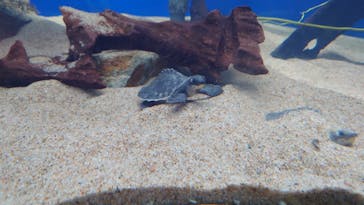 名古屋港水族館に投稿された画像（2022/6/2）