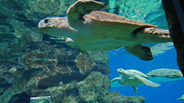 名古屋港水族館に投稿された画像（2022/6/2）