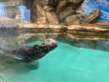 マリンワールド海の中道に投稿された画像（2022/6/2）