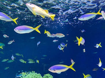 マリンワールド海の中道に投稿された画像（2022/6/2）