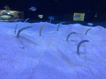 マリンワールド海の中道に投稿された画像（2022/6/2）