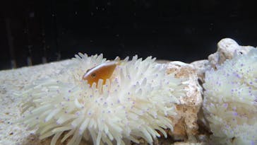 横浜開運水族館 フォーチュンアクアリウムに投稿された画像（2022/6/2）