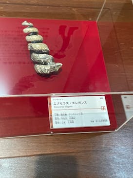 国立科学博物館　特別企画展「ポケモン化石博物館」に投稿された画像（2022/6/2）