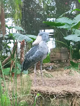 神戸どうぶつ王国に投稿された画像（2022/6/2）