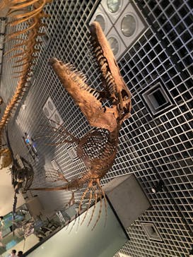 国立科学博物館に投稿された画像（2022/6/2）